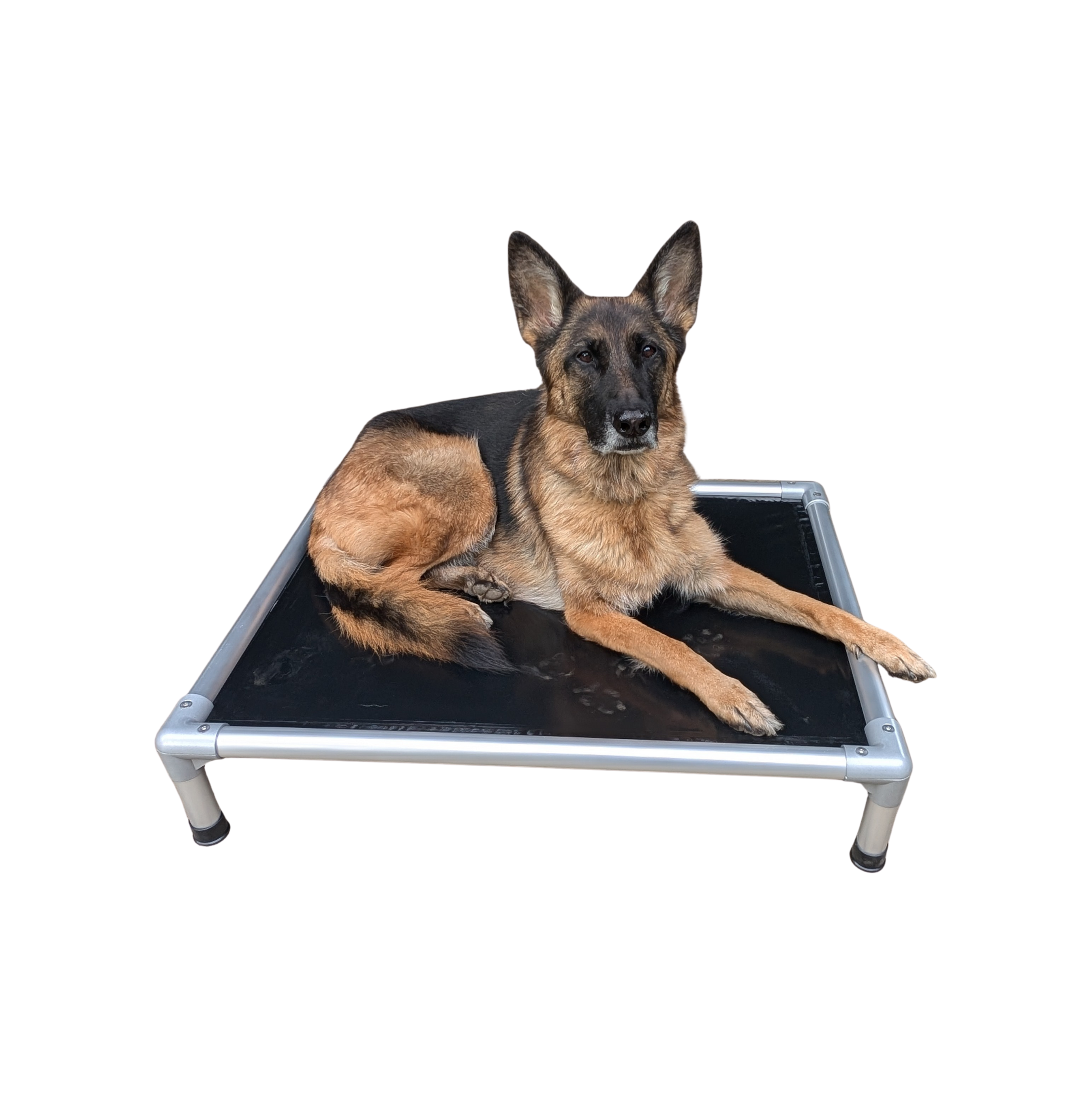 NON CHEW Elevated Dog Bed K9 KWiP